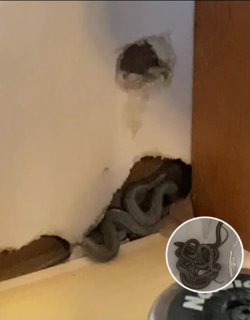 Mom of 2 Amber Hall was delighted to move into her first home. But while she was unpacking, her dog began to behave strangely. That’s when Amber took a closer look at the wall, and what she found makes my blood run cold 😲😲⬇️Full story in 1st comment👇