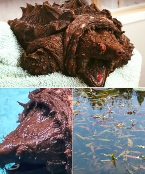 A woman was strolling around a lake when she spotted this scary-looking creature bathing in the shallow waters. The fearsome-looking brute forced her to call for help immediately, and eventually, authorities were able to examine the beast with jaw strength to sever fingers… What the woman had found? I am completely speechless, look in the comments for the answer 👇🏻😲