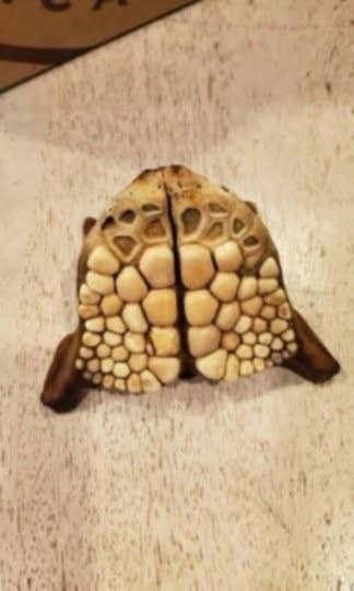 “I found this on the beach in Pensacola,FL and have asked marine biologists taken it to museums etc etc. with no luck. Been a mystery to me and a friend of mine for 20 years…” Check the comments ⬇️