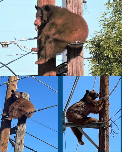 Meet the unforgettable duo — a father and his 17-year-old cat, Robin. Their story will touch your heart and remind you that love never truly dies. ❤️