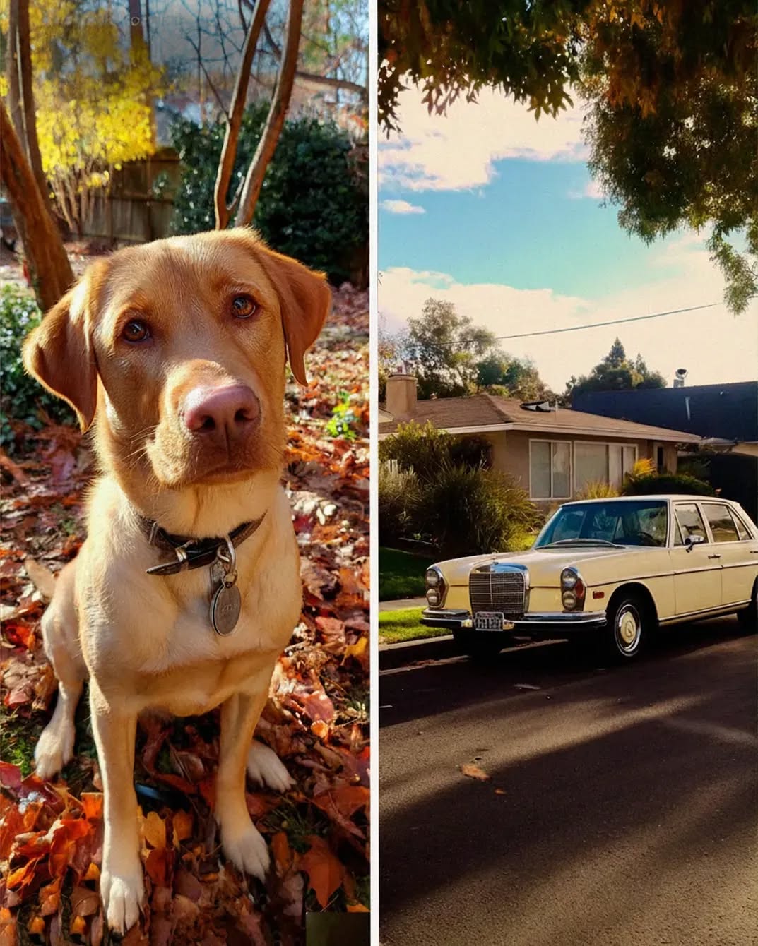 I found a dog in my garden — after calling the number on his tag, I TURNED DOWN $150,000 but found happiness. At 38, I finally did it. After years of saving and rebuilding my life after a messy divorce, I bought a small house on the edge of town. Nothing fancy, but it was mine. Every creaky floor and uneven shelf made me proud — proof that I’d made it on my own. One chilly morning, I spotted movement by the fence. A Labrador Retriever sat there, head slightly tilted, watching me like he was judging my choice of pajamas. He looked clean, well-fed, with a neat tag glinting in the sun. “Hey, buddy,” I said softly. He wagged his tail like we’d known each other forever. The tag read: Max — and a phone number. I wasn’t planning to keep a dog, but I figured someone was missing him, so I called. A frail, trembling voice answered. “Oh, thank goodness,” the woman said. “That’s my Max. He’s been gone all night. Please — where are you? I’ll come right away.” Fifteen minutes later, a well-dressed woman in her seventies arrived in a vintage cream-colored Mercedes…. Full story below… ⬇️