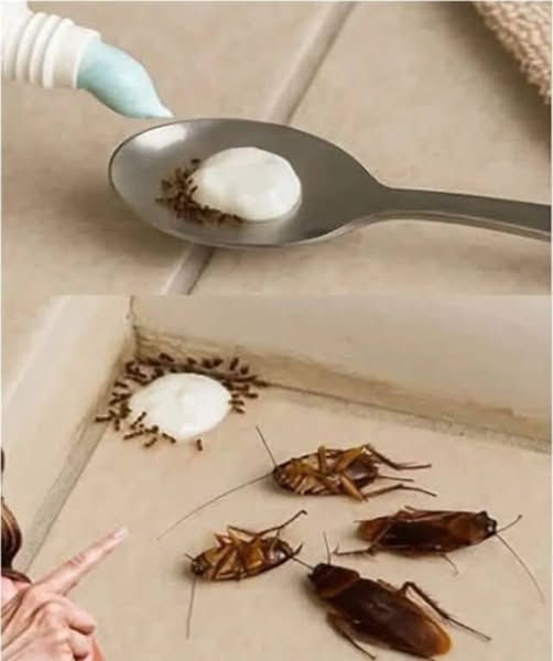 Put this in your house: you will never see flies, mosquitoes or cockroaches again. Full story in 1st comment