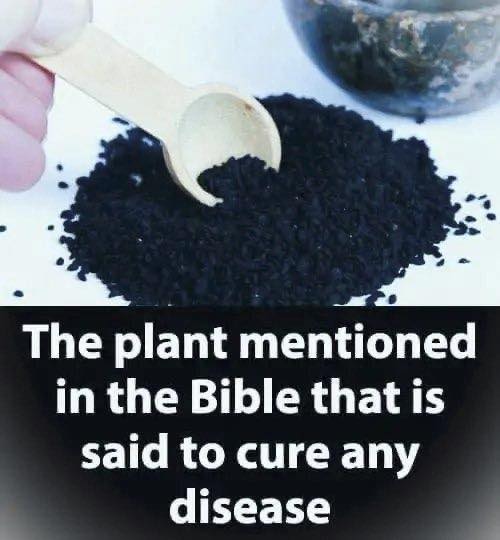 Plant in the Bible Said to Heal All Ailments… See More