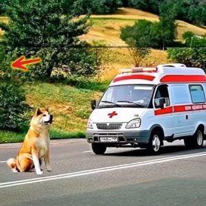 The dog blocked the ambulance road when medics came out, shocked by what they saw… 😲😲😲 That day, the ambulance was rushing from another call, despite the gloomy weather… See more