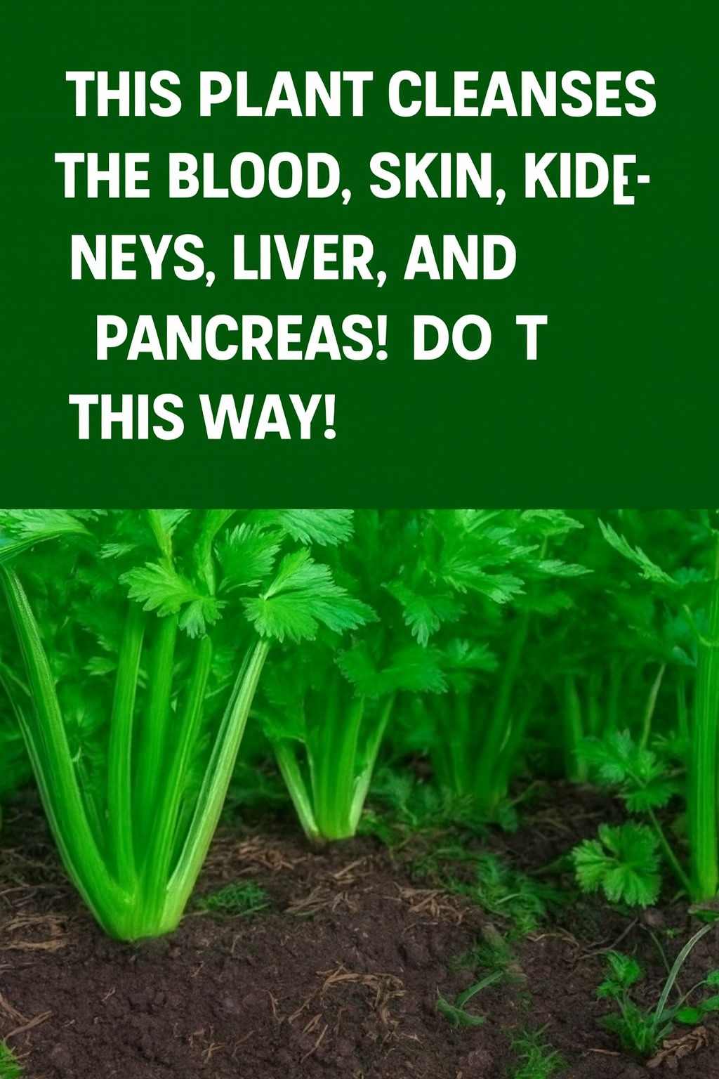 This plant for the brain and digestion… See more