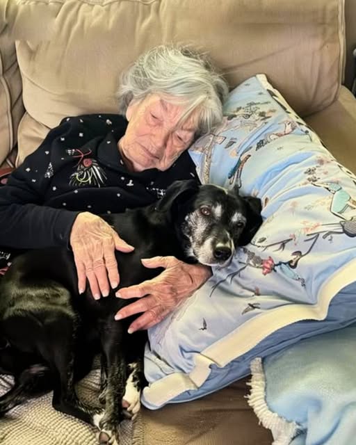 Grandma Left Me Nothing — But When I Took Her Dog Home, I Discovered Her Hidden Secret (Check In First comment👇)
