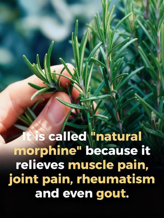 Why Older Adults Are Turning to This Time-Tested Herb — And the Benefits Are More Powerful Than Anyone Expected 🌿👇 Full story in the first comment