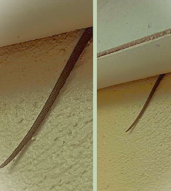 Spotted this sticking out from my ceiling — what is it? 👀 …See more 👇