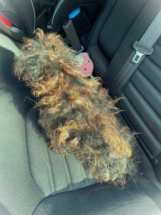This dog was found in the middle of the road, covered in so much matted fur that she looked like a wig. But after being rescued, she’s unrecognizable — see her now in the comments