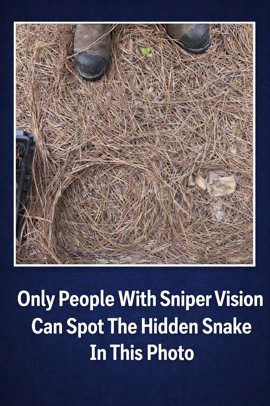 Only People With Sniper Vision Can Spot The Hidden Snake In This Photo – CHECK in the comments!