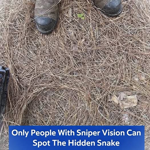 If you have sharp eyes, try to spot the hidden snake — most people miss it on the first look! 👀🐍 👉 Full image and answer in the first comment 👇