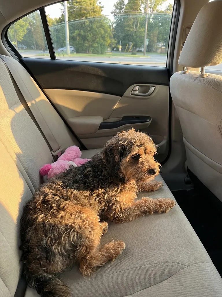 This dog was found in the middle of the road, covered in so much matted fur that she looked like a wig. But after being rescued, she’s unrecognizable — see her now in the comments ❤️…