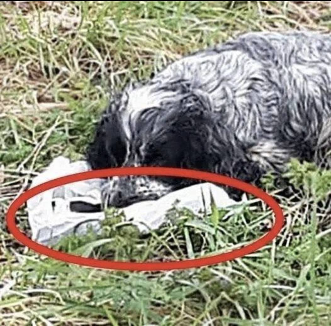Bikers found an ABANDONED DOG holding a plastic BAG in his mouth. When they looked inside they were shocked and RAN immediately for help. Here’s what the dog PROTECTED: -> Check first comment 👇🏼