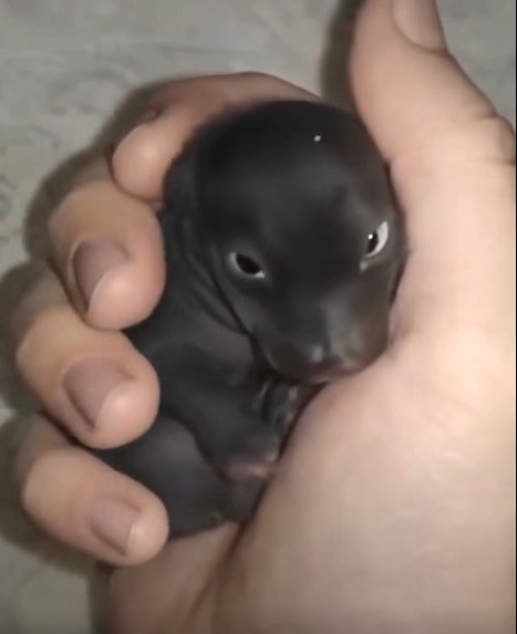 I thought I’d found an abandoned puppy—but it wasn’t a puppy at all. A year later, I was shocked by what it had grown into… Details in the first comment 👇👇👇