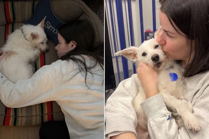 Rescued for a Night: Woman Lets Foster Dog Feel Family Before Passing (Check In First comment👇)