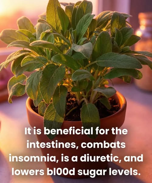 The essential plant in the kitchen! It’s an antioxidant, antibacterial, aids digestion, and helps fight coughs and colds 😮 A true natural ally, fragrant and packed with benefits. Check 1st comment 👇