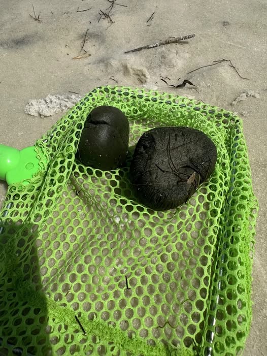 My kids keep calling these “sea blobs” because they’re round, soft, and dark green—but what are they really? Found underwater in the Pensacola, Florida bayside. Check the comments for more…👇