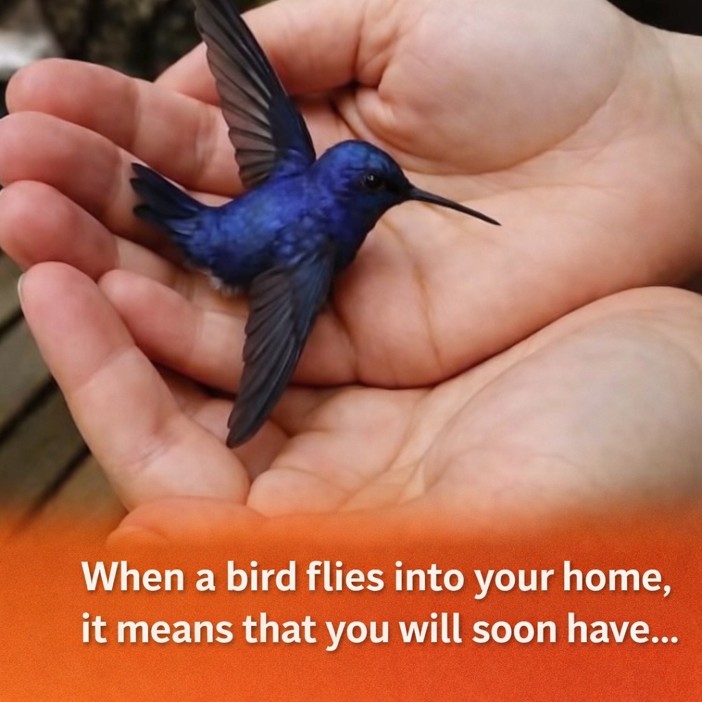 When a bird flies into your home, it means that you will soon have… 👀 See more