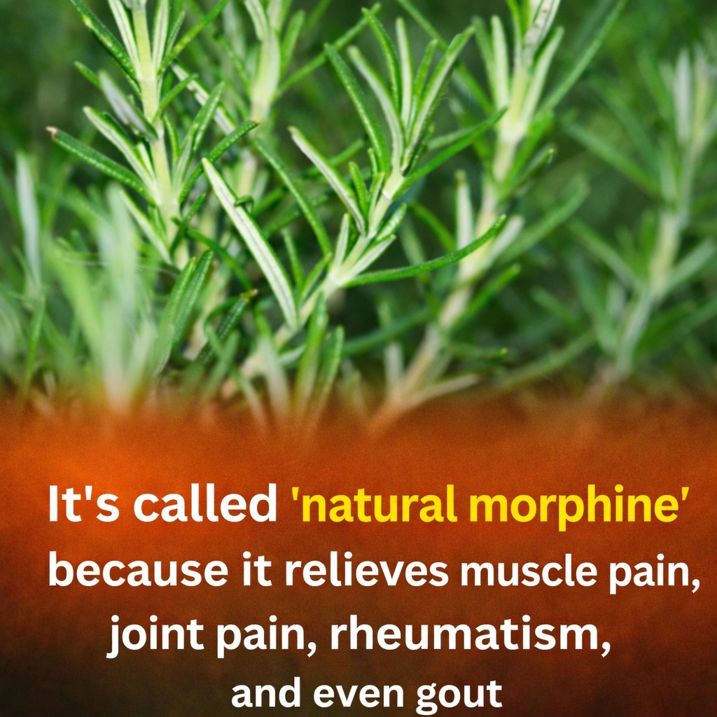 Most people ignore this powerful medicinal plant 🌿 See here:👇