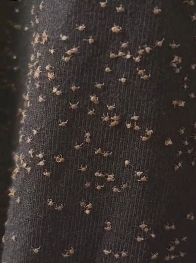 😯🤔These were all over my pant leg during a walk today read more in comment👇