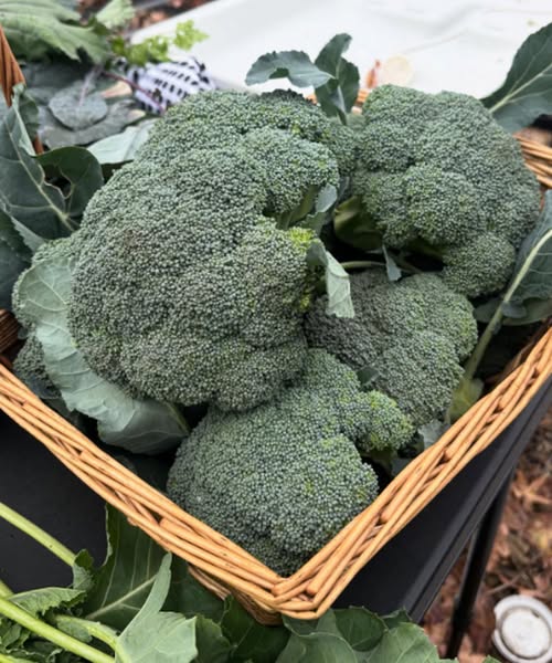 Doctors reveal that eating broccoli causes … See more 👇