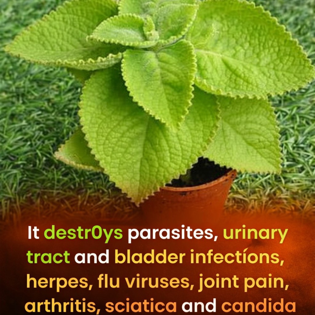 The most powerful plant that destr0ys parasites, urinary tract and bladder infections, herpes and.. See more in 1st comment 👇👇