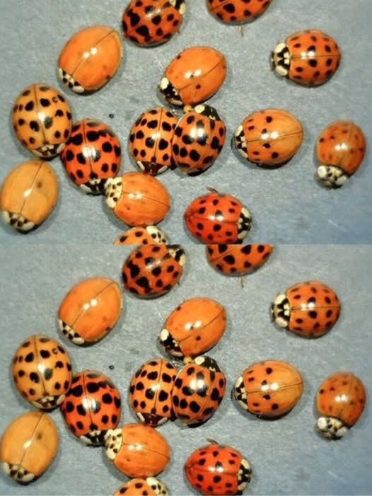 If you spot yellow ladybugs around your house, DON’T confuse them with the RED ones! Here’s what it means when you see a yellow ladybug 👇
