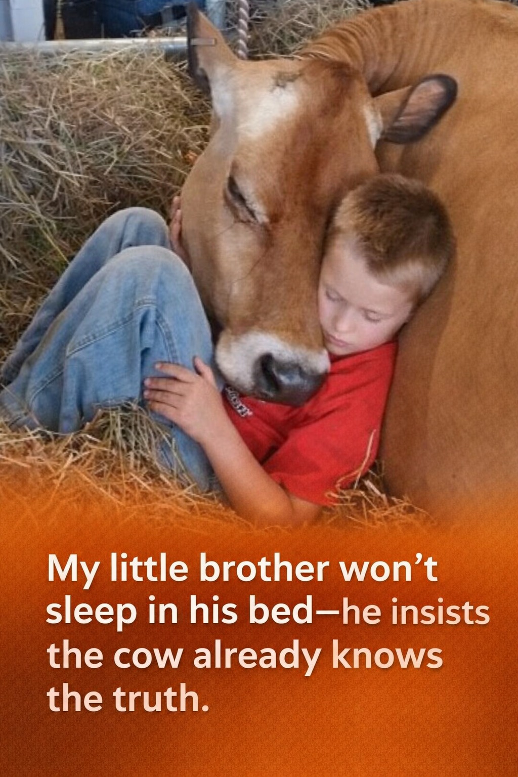 My little brother won’t sleep in his bed—he insists the cow already knows the truth. PHOTO in the comments!🌟👇