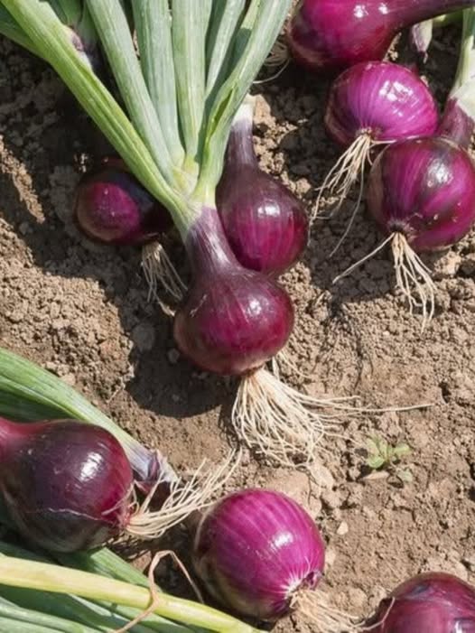 Doctors reveal that eating onion caus… See more😯⤵️