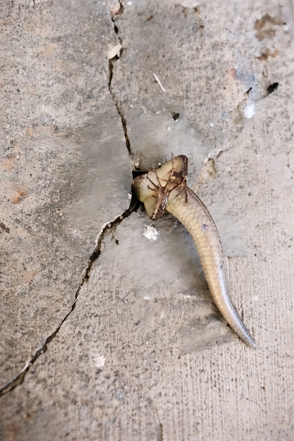 That morning, I went out onto the balcony and noticed something strange moving inside the wall. At that moment, I was overcome with pure terror, especially when I realized what it was 😢😲 That morning, I went out onto the balcony completely automatically—to open the window, take a breath, and wake up. And suddenly, it was as if my gaze stumbled on the wall. Something was there. It was moving. Slowly, strangely, as if it had a life of its own. My insides clenched. My first thought was a shadow. My second was a snake. My heart sank, my palms became sweaty, and my breathing became ragged. I froze and simply stared, afraid to even blink. But the longer I looked, the more I realized: it didn’t look like a snake. Its movements were different—not smooth, but jerky, helpless. The creature seemed to be reaching forward, moving inside the wall, but its tail remained outside. “”Probably something huge with a thin tail,”” I thought. A wave of anxiety and disgust, mixed with fear, washed over me. I felt like I’d seen something forbidden, something not meant for the eyes. I wanted to scream and, at the same time, just leave and forget. When I found out what exactly was in my wall, I was horrified 😢😲 Details in the first comment 👇👇