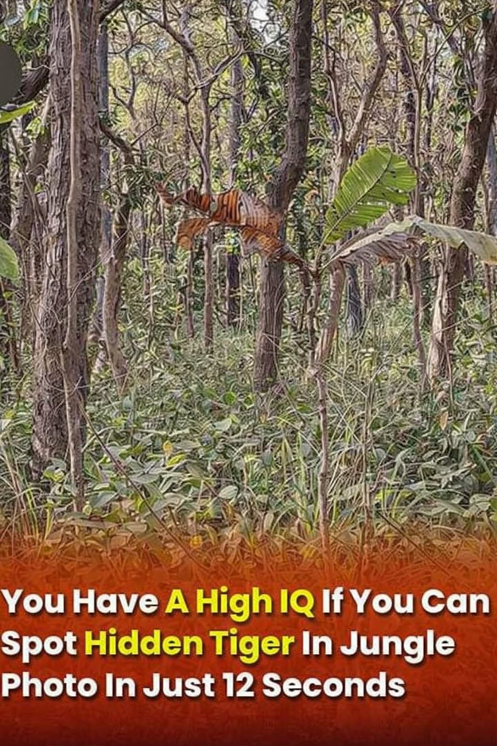 You Have A High IQ If You Can Spot Hidden Tiger In Jungle Photo In Just 12 Seconds Read full story in comment