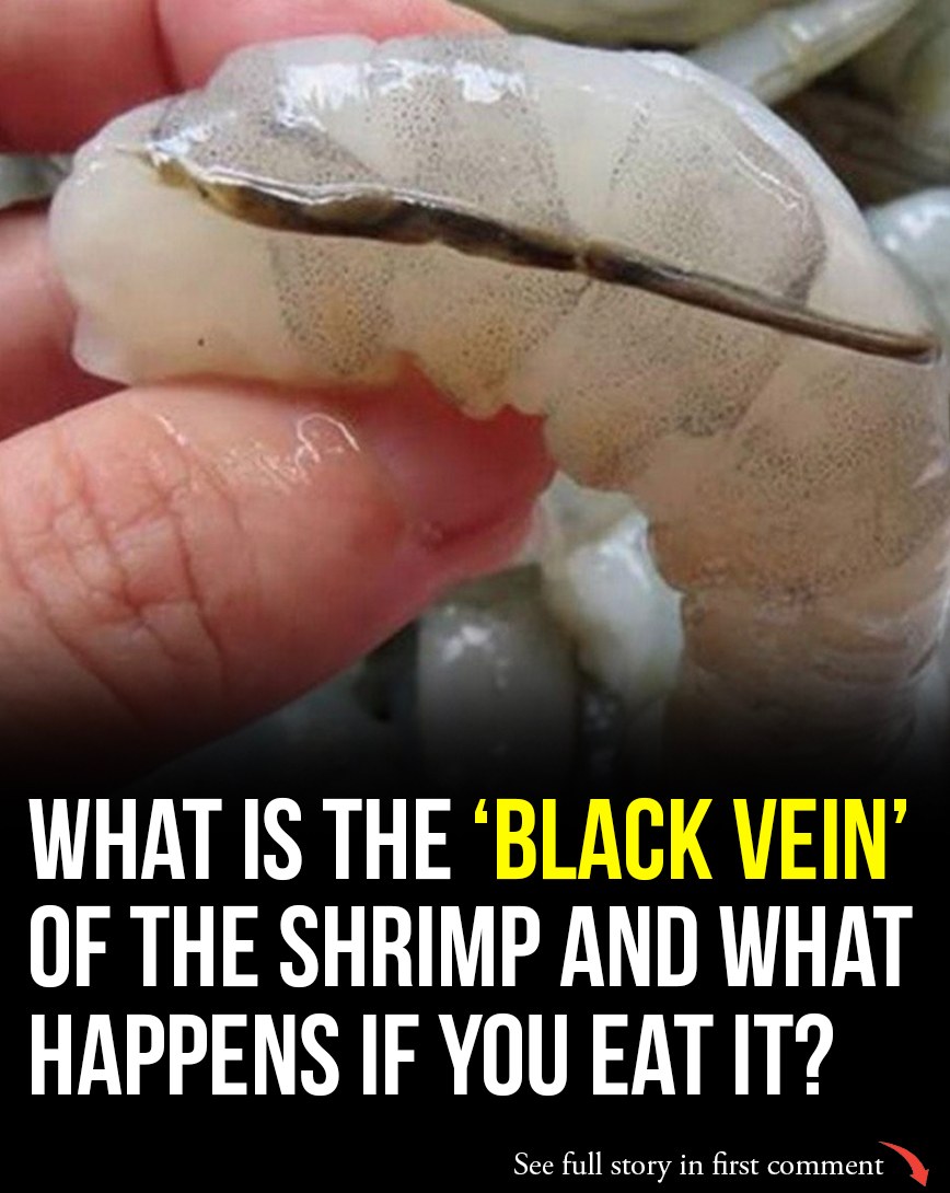 What exactly is the vein in shrimp… (Check In First comment👇)