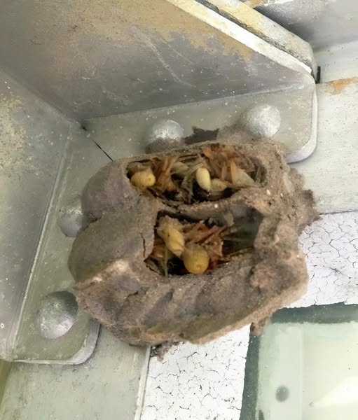 I went into the garage to grab an old toolbox, even though I rarely go in there. The light was dim and flickering, and in the far corner, behind the old cabinet, I noticed something moving under a thick layer of dust. A sudden chill ran through me as I realized what it was 😱😱 (Check In First comment👇)