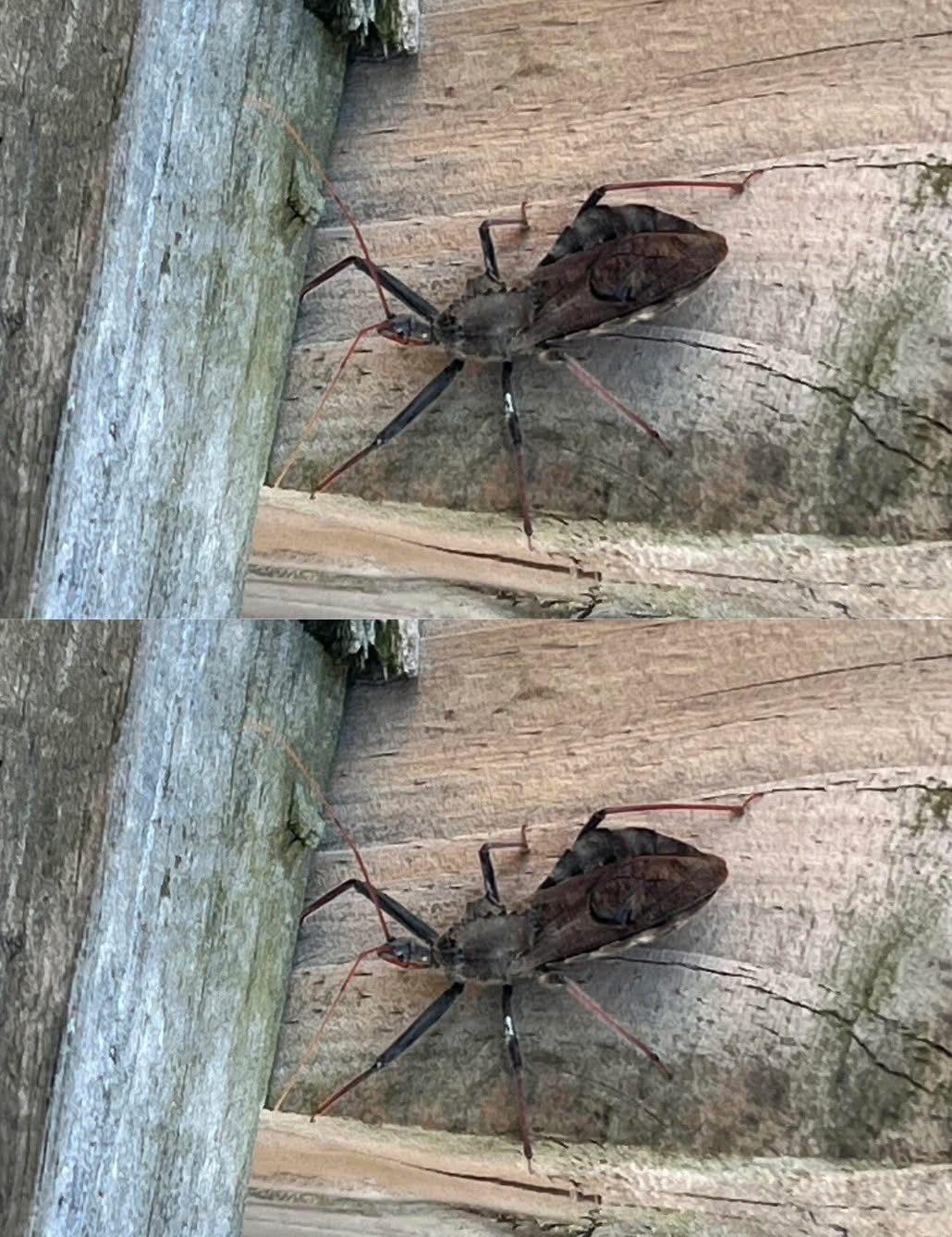 Emergency! My dad got bitten by a bug we found at home. We have no idea where it came from. Could it be dangerous? What should we do? 😱 (Check In First comment👇)