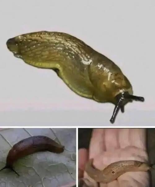 If a slug appears in your house, some say it carries a hidden meaning… (Check In First comment👇)